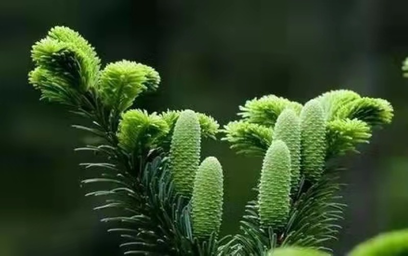 出售冷杉种子，做过催芽实验的新种子