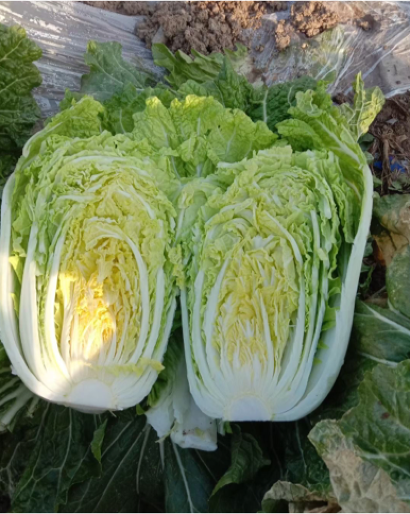 大白菜黄心白菜、青杂3号、秋晓白菜、鸡腿白菜基地直销