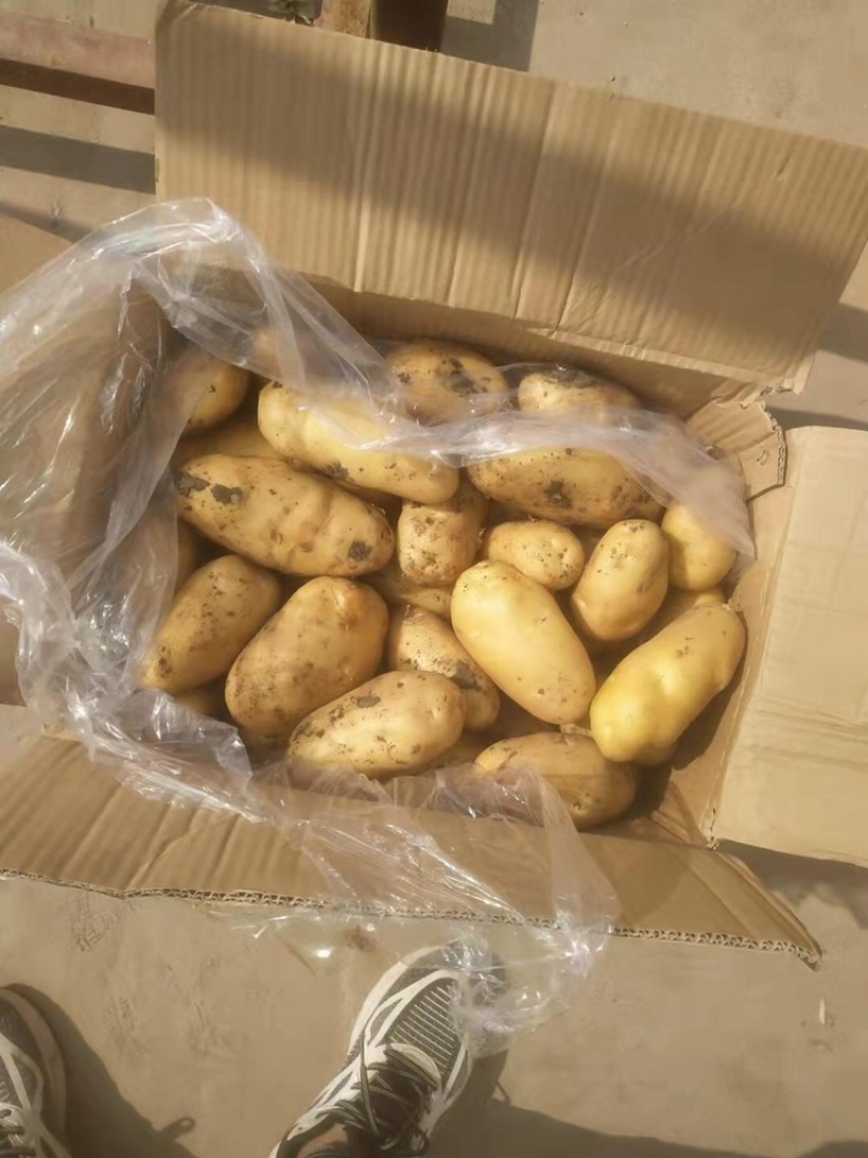 【山东荷兰十五】产地现货电商商超货一手货源全国发货