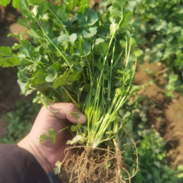 山东中叶香菜
