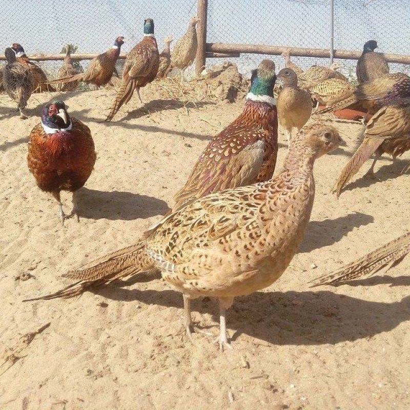 七彩鸡苗彩凤鸡苗鸡苗适合放养圈养都可以要围