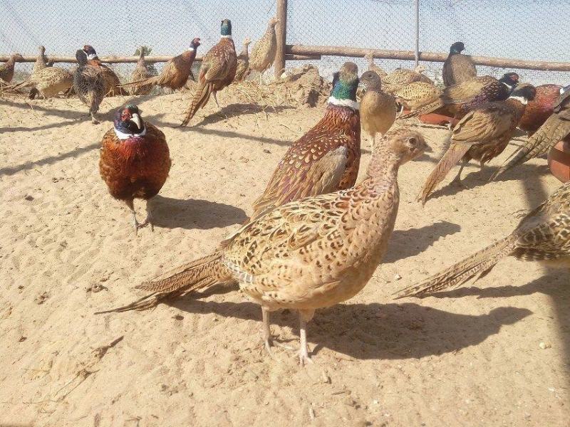 七彩鸡苗彩凤鸡苗鸡苗适合放养圈养都可以要围