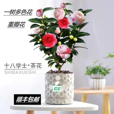 十八学士一树多色茶花福建省龙岩漳平永福镇基地原盆原土发货