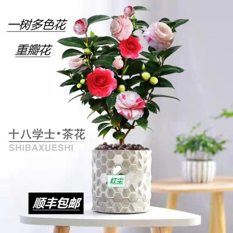 十八学士一树多色茶花福建省龙岩漳平永福镇基地原盆原土发货