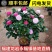 十八学士一树多色茶花福建省龙岩漳平永福镇基地原盆原土发货