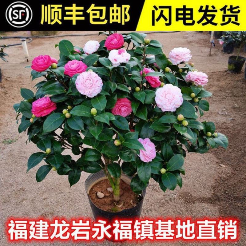 十八学士一树多色茶花福建省龙岩漳平永福镇基地原盆原土发货