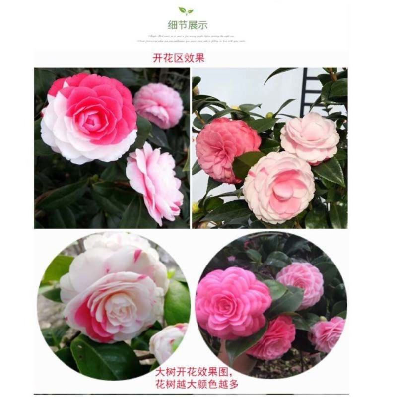 十八学士一树多色茶花福建省龙岩漳平永福镇基地原盆原土发货
