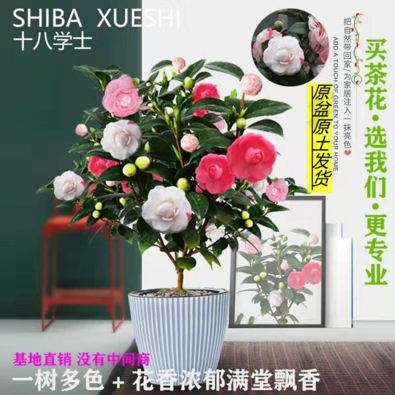 十八学士一树多色茶花福建省龙岩漳平永福镇基地原盆原土发货