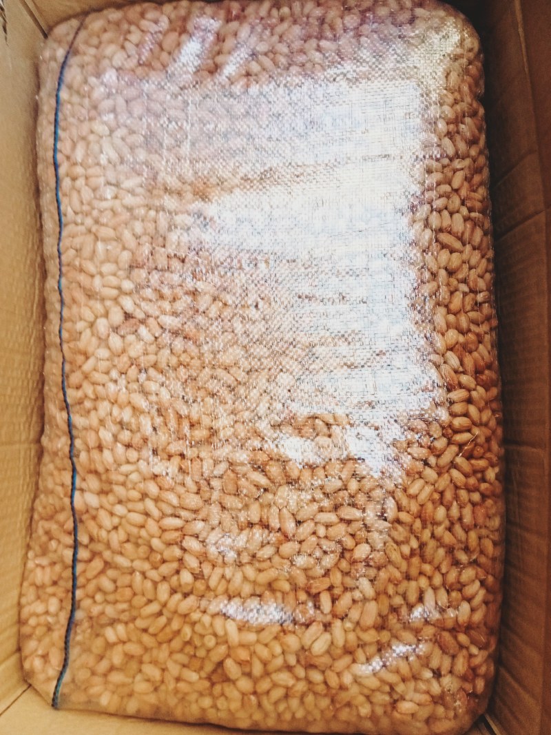 花生芽种子9616/花育25芽苗菜种批发，产地直发。