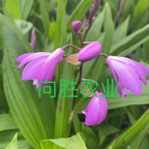 紫花三叉大白芨三年大苗（量大价可谈）