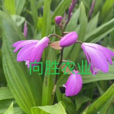 紫花三叉大白芨三年大苗（量大价可谈）