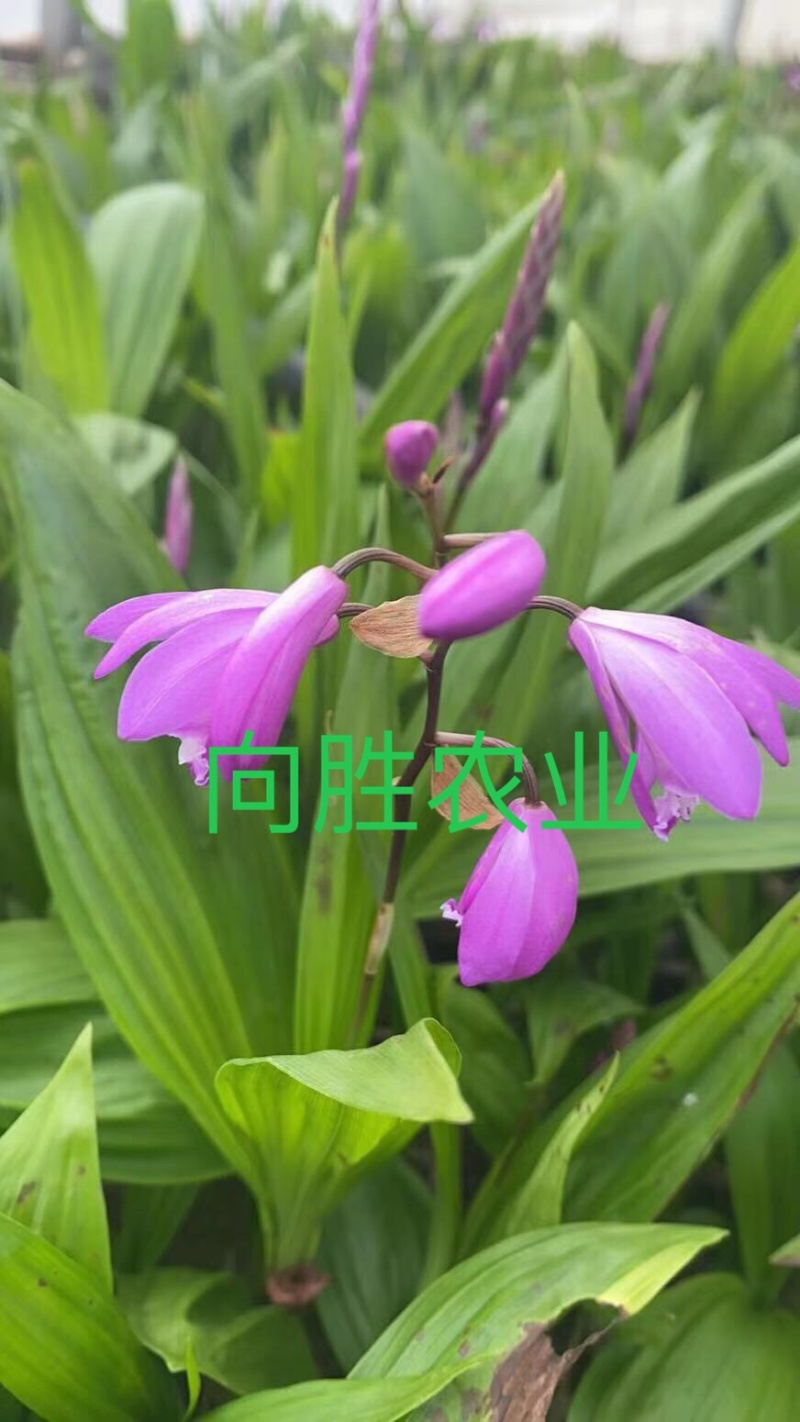 紫花三叉大白芨三年大苗（量大价可谈）