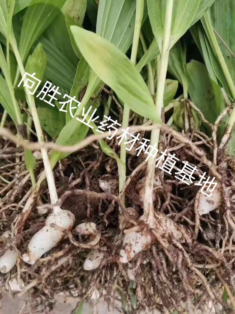 紫花三叉大白芨三年大苗（量大价可谈）