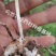 紫花三叉大白芨三年大苗（量大价可谈）