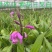 紫花三叉大白芨三年大苗（量大价可谈）