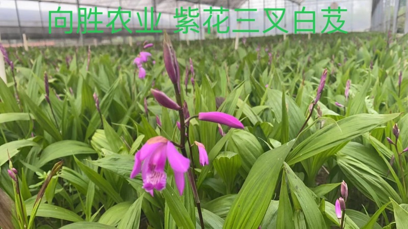 紫花三叉大白芨三年大苗（量大价可谈）