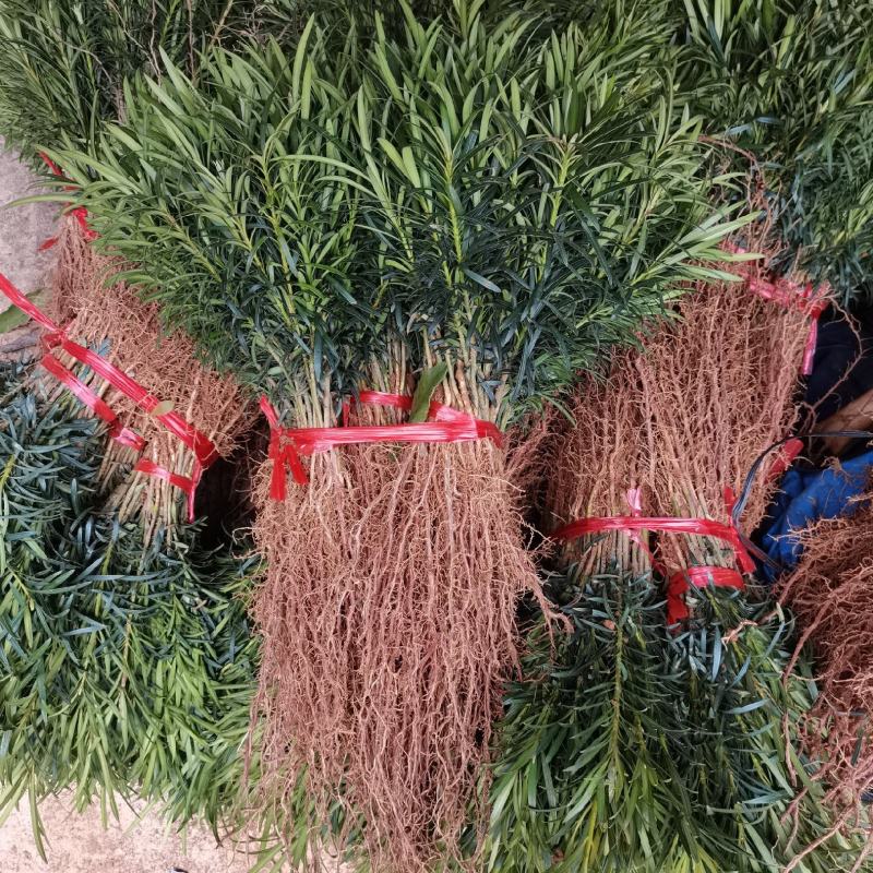 批发罗汉松树苗占地罗汉松树苗1-3年生罗汉松苗