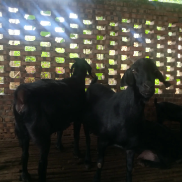 【优选】黑山羊，，种母羊，努比亚黑山羊，欢迎选购。
