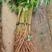 供应黄花梨树苗，正宗海南黄花梨树苗高度30-150厘米