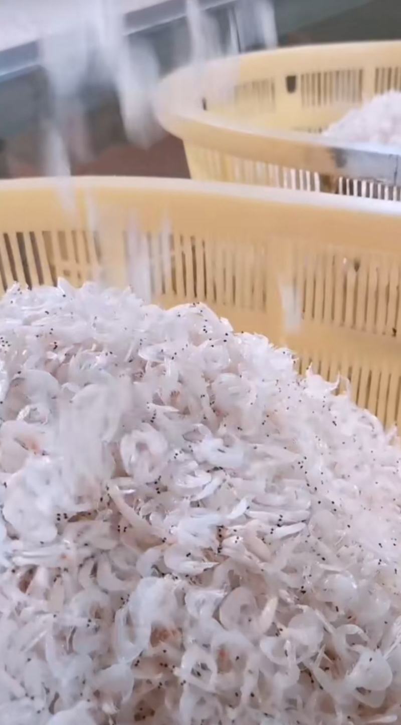 新鲜虾皮大量批发供应需要的请提前预定。