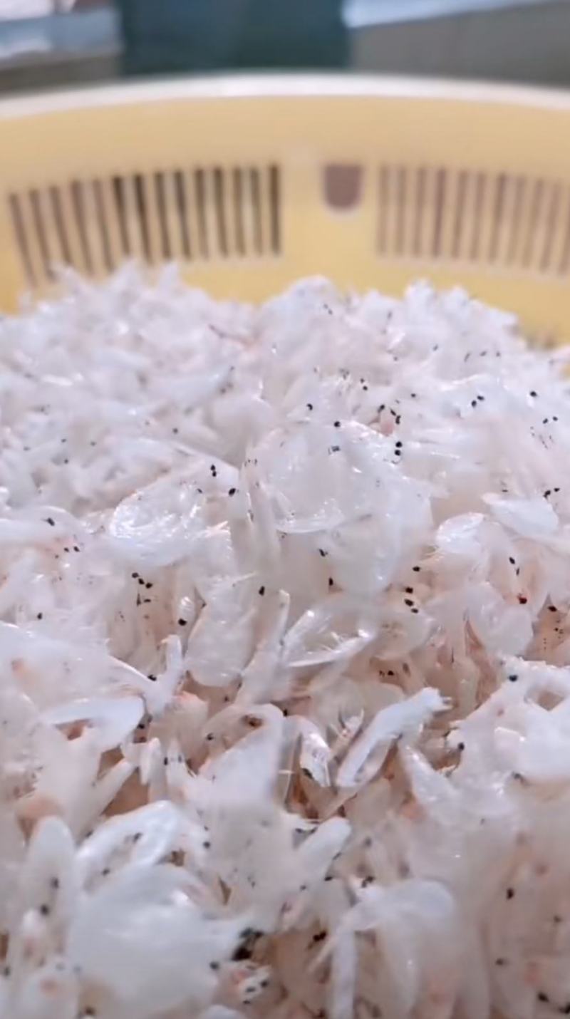 新鲜虾皮大量批发供应需要的请提前预定。