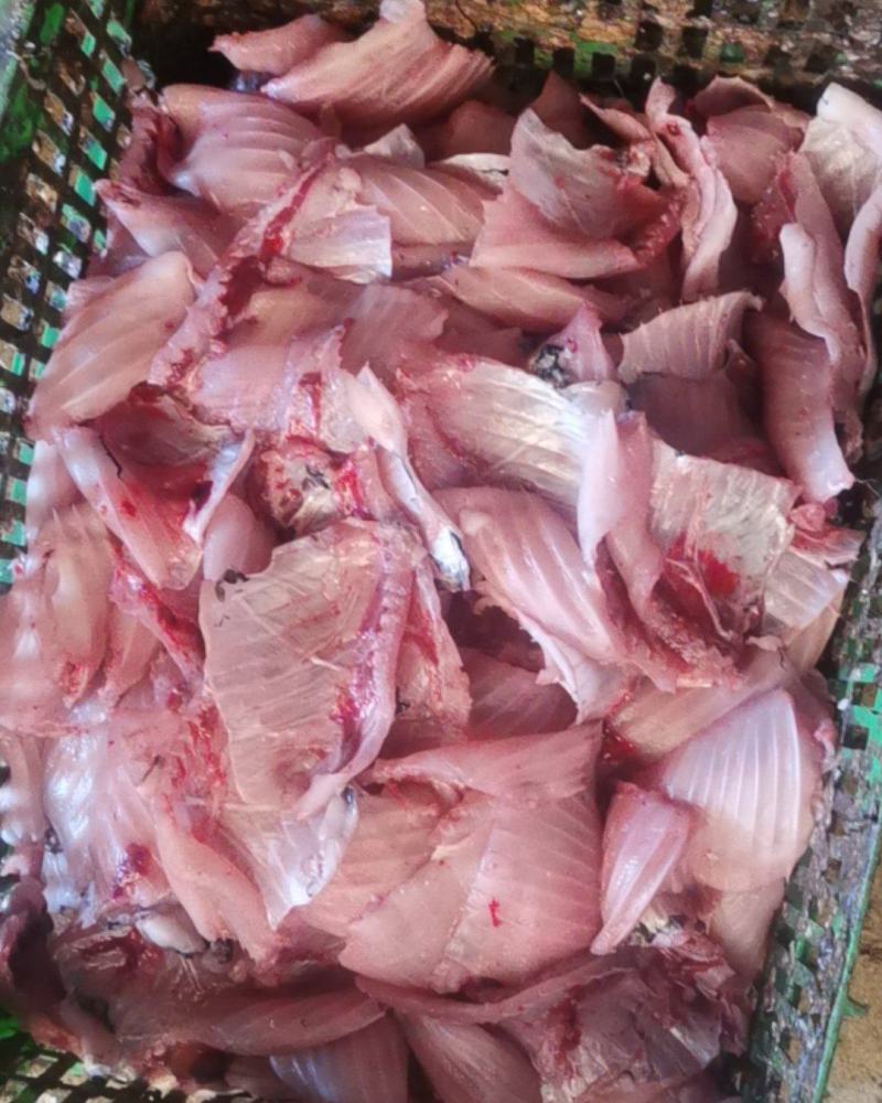 花白鲢肉
