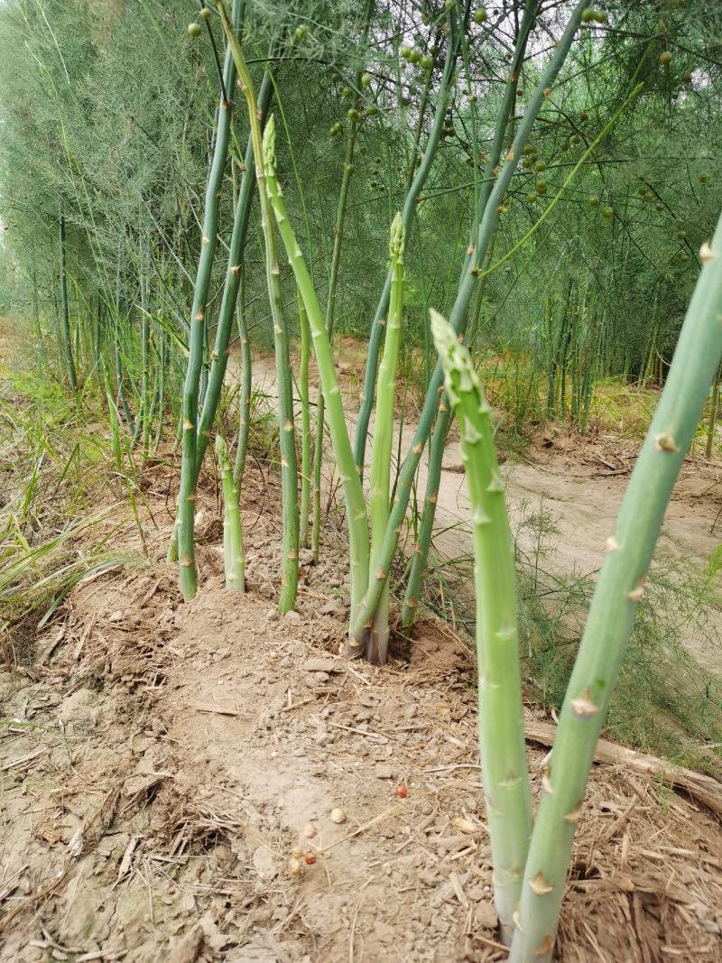 绿色2年芦笋苗基地直发四季种植蔬菜花卉绿植阳台盆栽