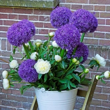 花葱种球庭院花园多年生可盆栽地栽虹越进口耐寒球根花卉大使