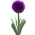 花葱种球庭院花园多年生可盆栽地栽虹越进口耐寒球根花卉大使