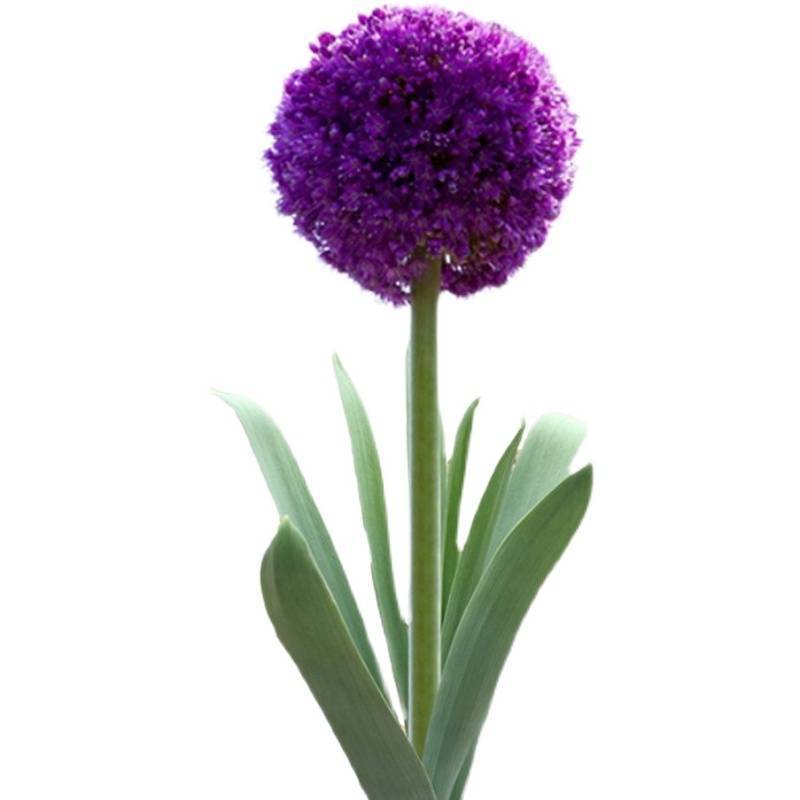 花葱种球庭院花园多年生可盆栽地栽虹越进口耐寒球根花卉大使
