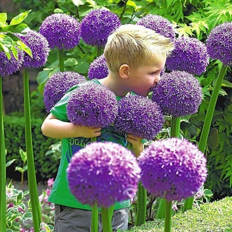 花葱种球庭院花园多年生可盆栽地栽虹越进口耐寒球根花卉大使