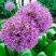 花葱种球庭院花园多年生可盆栽地栽虹越进口耐寒球根花卉大使