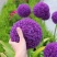 花葱种球庭院花园多年生可盆栽地栽虹越进口耐寒球根花卉大使