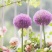 花葱种球庭院花园多年生可盆栽地栽虹越进口耐寒球根花卉大使