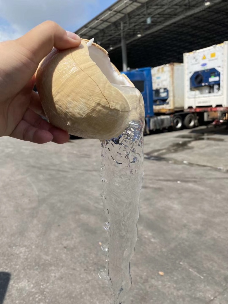 泰国椰皇，个头大，汁水足，清澈香甜，奶香味浓，价格实惠