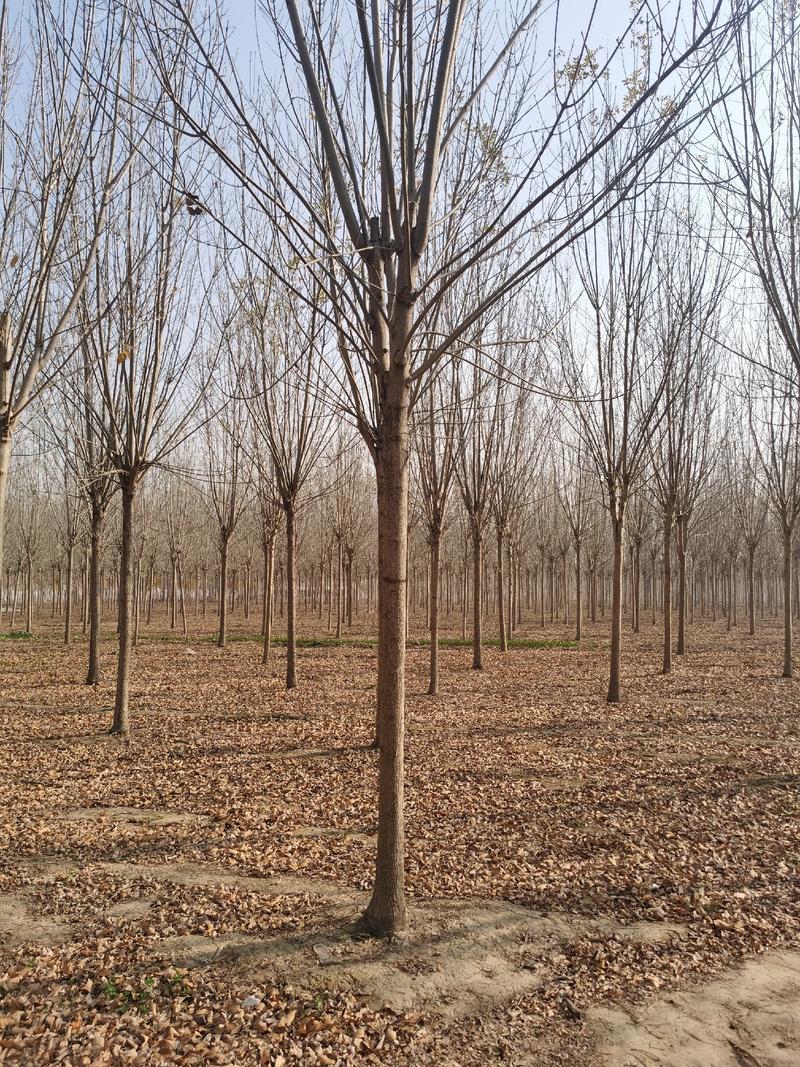 白蜡树供应6-8-10-12公分-15公分速生白蜡树