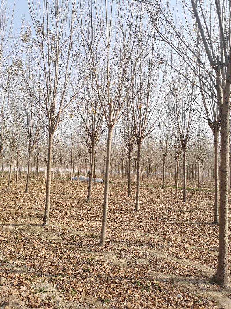 白蜡树供应6-8-10-12公分-15公分速生白蜡树
