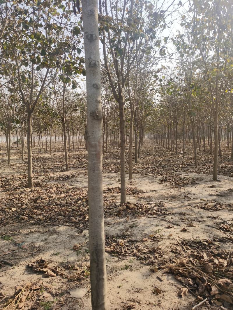 巨紫荊规格齐全价格优惠河南货源巨紫荊树巨紫荆