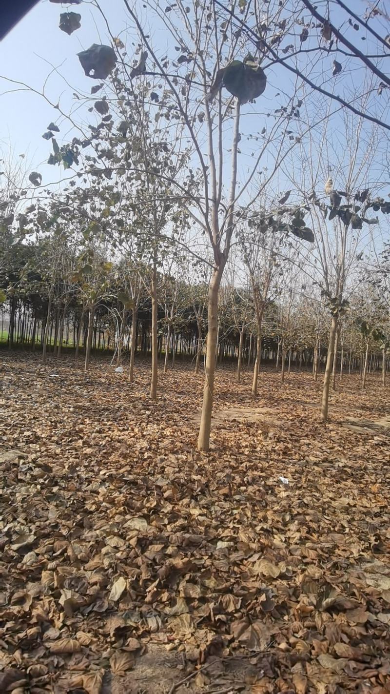 巨紫荊规格齐全价格优惠河南货源巨紫荊树巨紫荆