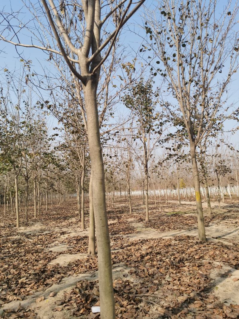 巨紫荊规格齐全价格优惠河南货源巨紫荊树巨紫荆