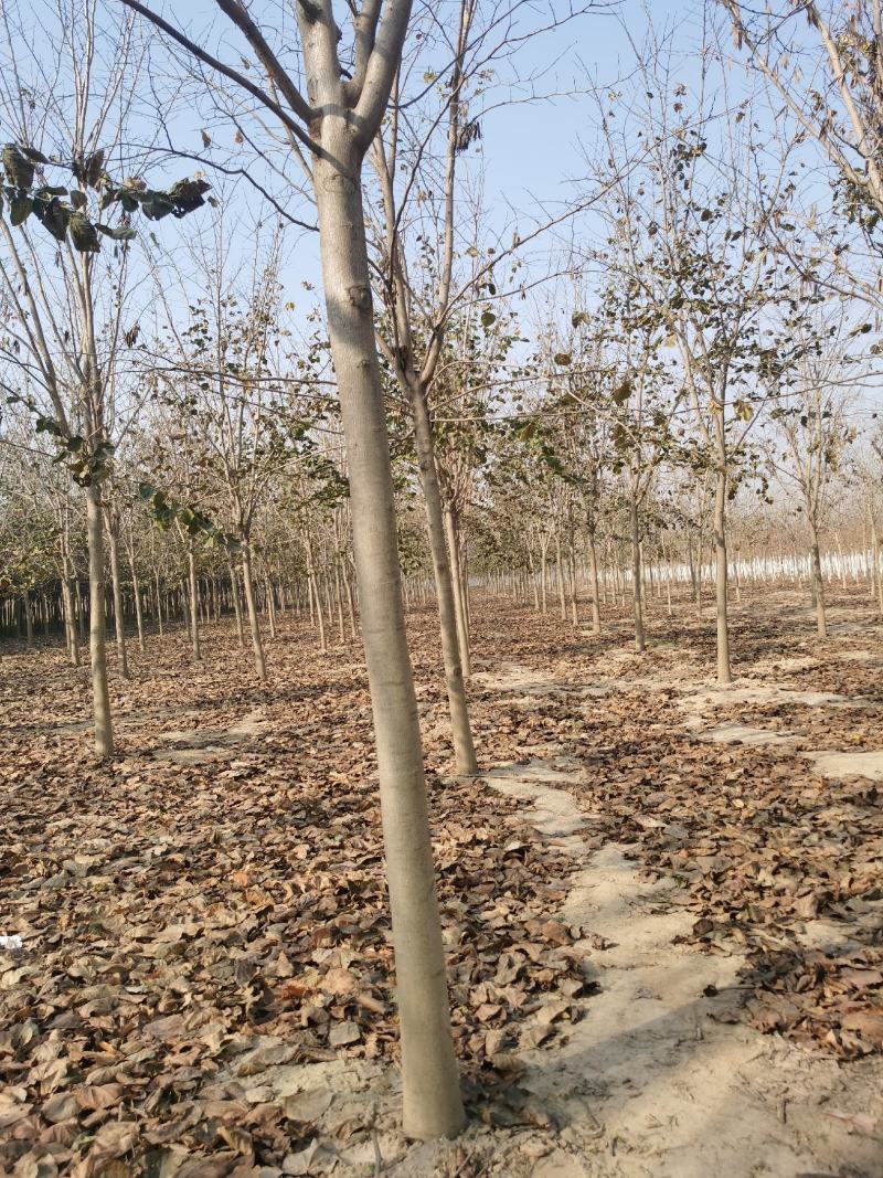 巨紫荊规格齐全价格优惠河南货源巨紫荊树巨紫荆