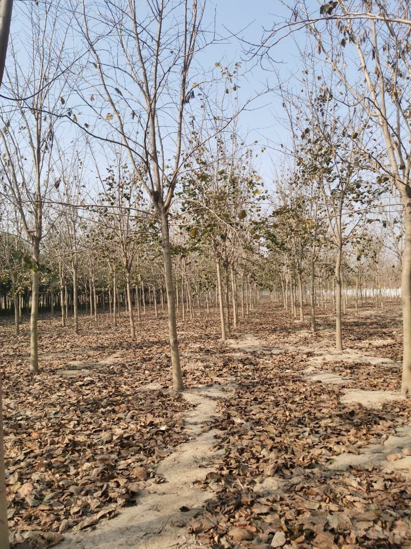 巨紫荊规格齐全价格优惠河南货源巨紫荊树巨紫荆