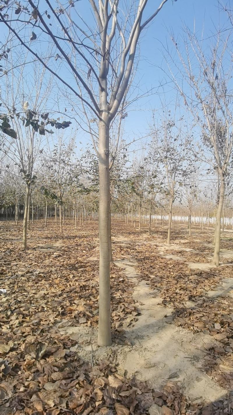 巨紫荊规格齐全价格优惠河南货源巨紫荊树巨紫荆