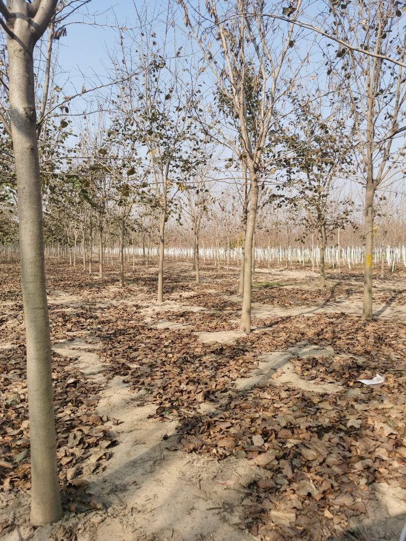 巨紫荊规格齐全价格优惠河南货源巨紫荊树巨紫荆