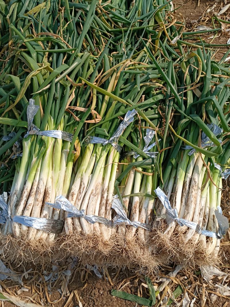 长白葱上车1.6，有现货3000斤