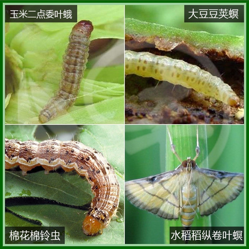 美国杜邦康宽20%氯虫苯甲酰胺杀虫剂5ml蔬菜水稻卷