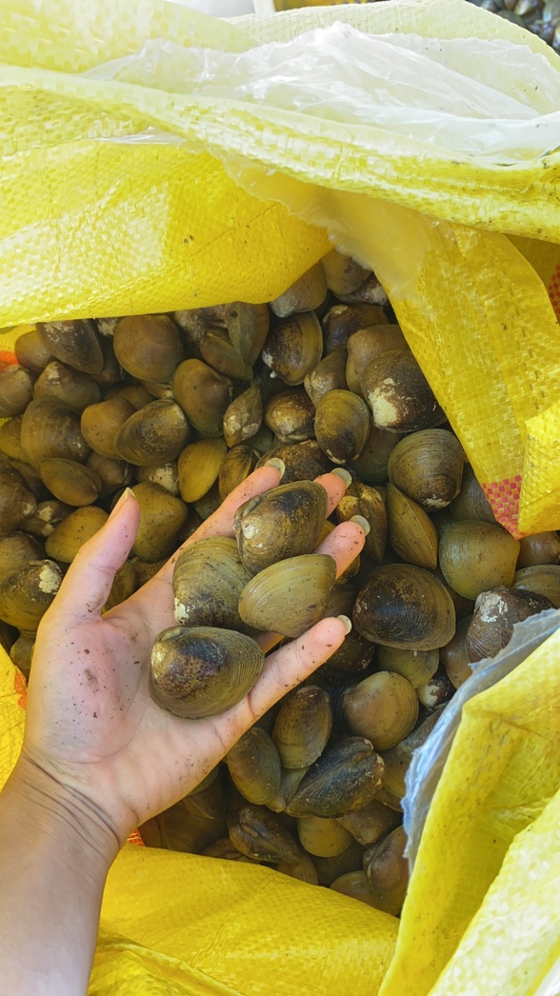 地角螺便宜出售大量批发