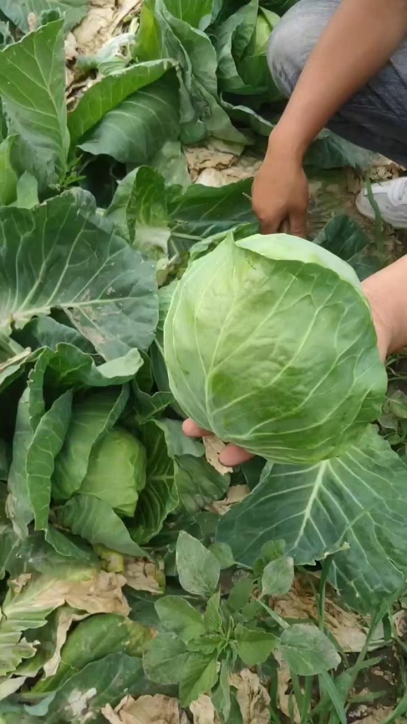 新鲜甘蓝菜（圆包菜）量大质优价廉，欢迎新老客户前来选购！