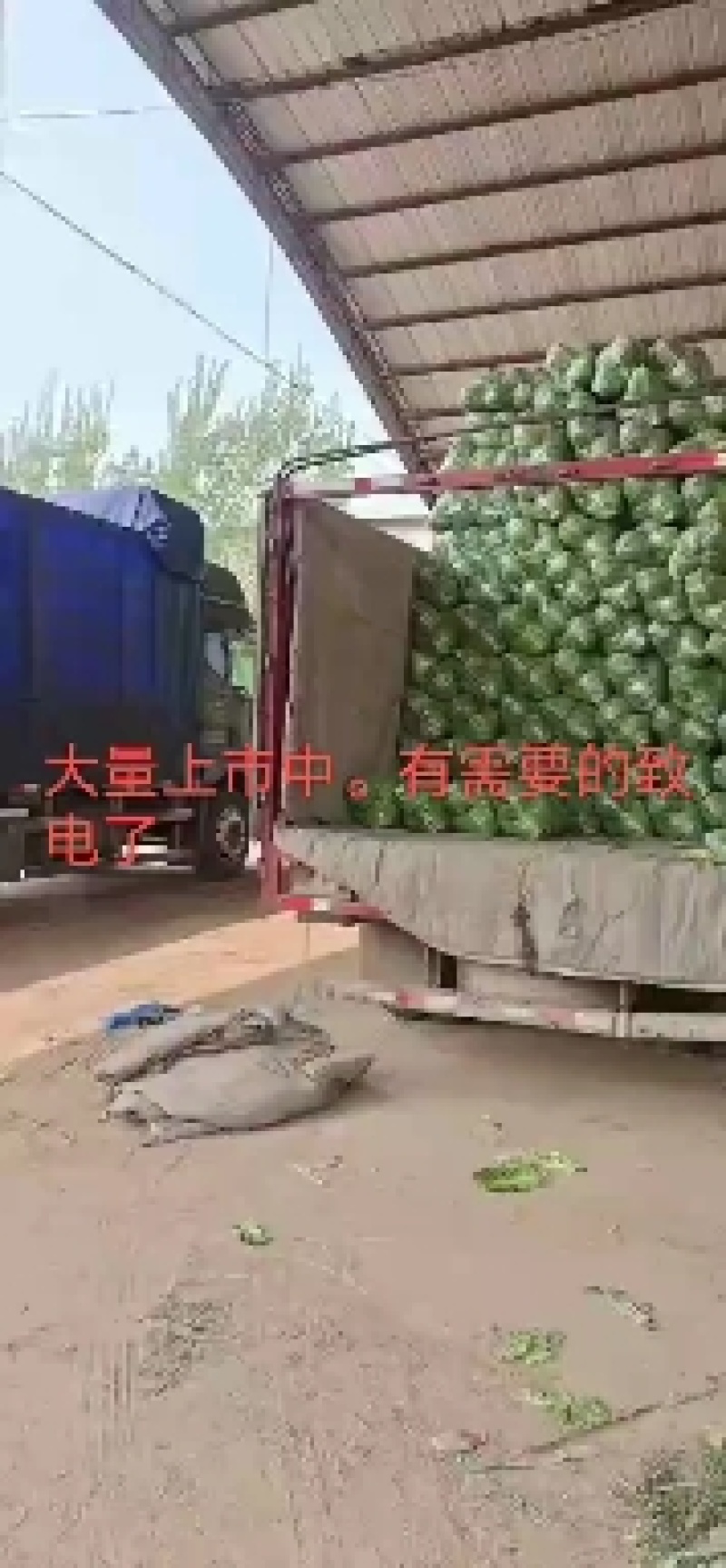 新鲜甘蓝菜（圆包菜）量大质优价廉，欢迎新老客户前来选购！