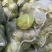 新鲜甘蓝菜（圆包菜）量大质优价廉，欢迎新老客户前来选购！
